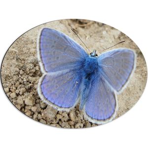 WallClassics - Dibond Ovaal - Blauwe Vlinder Icarusblauwtje - 68x51 cm Foto op Ovaal (Met Ophangsysteem)