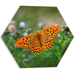 WallClassics - PVC Schuimplaat Hexagon  - Fel Oranje Vlinder - 40x34.8 cm Foto op Hexagon (Met Ophangsysteem)
