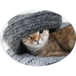 WallClassics - PVC Schuimplaat Ovaal - Kitten met een Wollen Muts - 28x21 cm Foto op Ovaal  (Met Ophangsysteem)