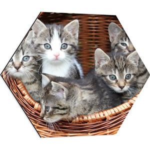 WallClassics - Dibond Hexagon - Kittens in een Mand - 60x52.2 cm Foto op Hexagon (Met Ophangsysteem)