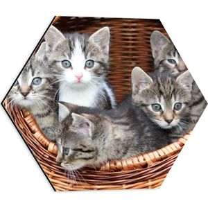 WallClassics - Dibond Hexagon - Kittens in een Mand - 40x34.8 cm Foto op Hexagon (Met Ophangsysteem)