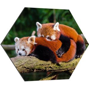 WallClassics - Dibond Hexagon - Knuffelende Rode Panda's - 70x60.9 cm Foto op Hexagon (Met Ophangsysteem)