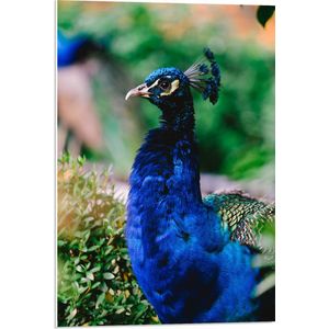 WallClassics - PVC Schuimplaat - Mannetjes Pauw in de Tuin - 50x75 cm Foto op PVC Schuimplaat (Met Ophangsysteem)
