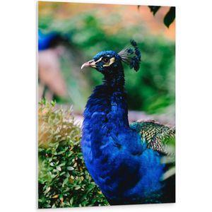 WallClassics - PVC Schuimplaat - Mannetjes Pauw in de Tuin - 80x120 cm Foto op PVC Schuimplaat (Met Ophangsysteem)