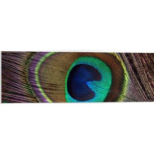 WallClassics - PVC Schuimplaat - Oog van een Pauwenveer - 90x30 cm Foto op PVC Schuimplaat (Met Ophangsysteem)