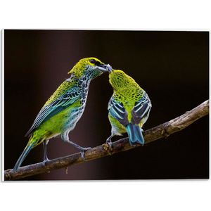 WallClassics - PVC Schuimplaat - Twee Spikkeltangare Vogels  - 40x30 cm Foto op PVC Schuimplaat (Met Ophangsysteem)