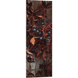 WallClassics - PVC Schuimplaat - Bruine Plant met Bessen aan de Schutting - 40x120 cm Foto op PVC Schuimplaat (Met Ophangsysteem)