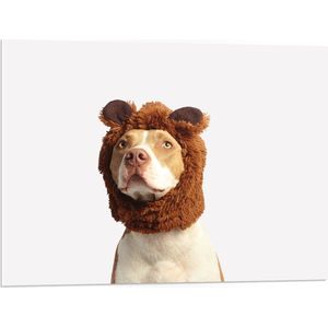 WallClassics - PVC Schuimplaat - Hond met Beren Muts - 80x60 cm Foto op PVC Schuimplaat (Met Ophangsysteem)