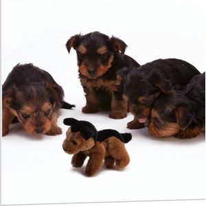 WallClassics - PVC Schuimplaat- Puppy's met Knuffel - 80x80 cm Foto op PVC Schuimplaat