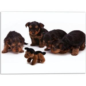 WallClassics - PVC Schuimplaat- Puppy's met Knuffel - 40x30 cm Foto op PVC Schuimplaat