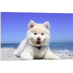 WallClassics - PVC Schuimplaat- Finse Lappenhond aan Zee - 90x60 cm Foto op PVC Schuimplaat