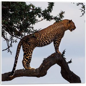 WallClassics - PVC Schuimplaat- Afrikaanse Luipaard in een Boom - 50x50 cm Foto op PVC Schuimplaat