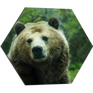 WallClassics - Dibond Hexagon - Bruine Beer op Open Plek in het Bos - 50x43.5 cm Foto op Hexagon (Met Ophangsysteem)