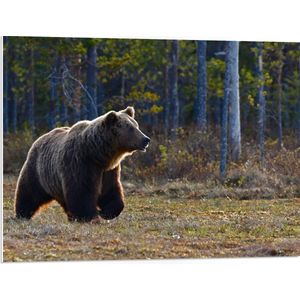 WallClassics - PVC Schuimplaat- Bruine Beer Zoekt Appels - 80x60 cm Foto op PVC Schuimplaat
