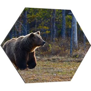 WallClassics - Dibond Hexagon - Bruine Beer Zoekt Appels - 80x69.6 cm Foto op Hexagon (Met Ophangsysteem)