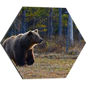 WallClassics - Dibond Hexagon - Bruine Beer Zoekt Appels - 40x34.8 cm Foto op Hexagon (Met Ophangsysteem)