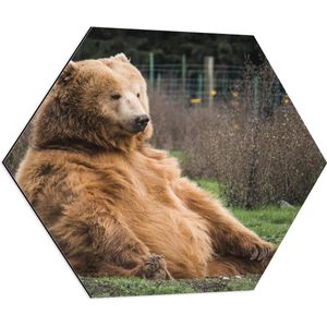WallClassics - Dibond Hexagon - Dikke Fluffy Bruine Beer - 70x60.9 cm Foto op Hexagon (Met Ophangsysteem)