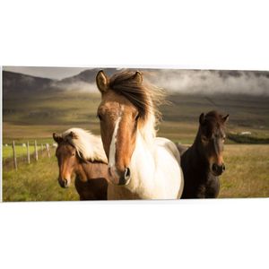 WallClassics - PVC Schuimplaat- Drie Paarden op een Heuvel - 100x50 cm Foto op PVC Schuimplaat
