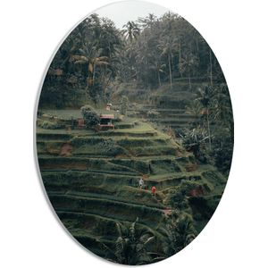 WallClassics - PVC Schuimplaat Ovaal - Landbouwvelden in Bali - 30x40 cm Foto op Ovaal  (Met Ophangsysteem)