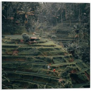 WallClassics - PVC Schuimplaat- Landbouwvelden in Bali - 50x50 cm Foto op PVC Schuimplaat