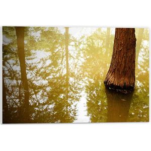 WallClassics - PVC Schuimplaat - Boom in het Water met Weerspiegeling van andere Bomen - 60x40 cm Foto op PVC Schuimplaat (Met Ophangsysteem)