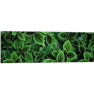 WallClassics - PVC Schuimplaat - Mooie Groene Blaadjes - 120x40 cm Foto op PVC Schuimplaat (Met Ophangsysteem)
