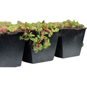 Sedumcassette | Per 10 stuks | 40x60cm