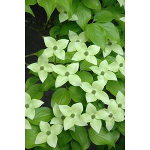 Jonge Grootbloemige Japanse Kornoelje boom | Cornus kousa 'Milky Way' | 100-150cm hoogte