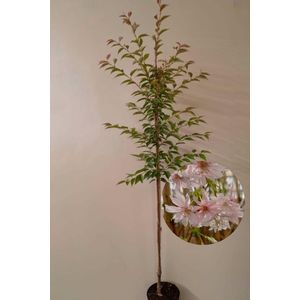 Jonge Winterbloeiende Sierkers boom | Prunus subhirtella 'Autumnalis' | 100-150cm hoogte