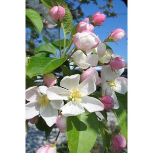Jonge sierappelboom | Malus 'Red Sentinel' | 150-200cm hoogte