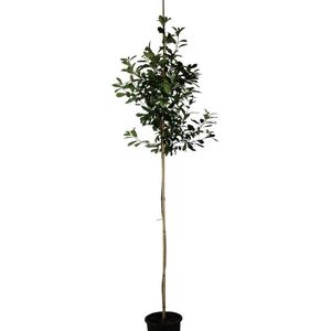 Glansmispel - Photinia fraseri Red Robin | Omtrek: 6-10 cm | Hoogte: 250 cm
