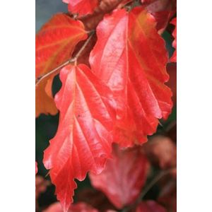 Jonge Perzisch ijzerhout boom | Parrotia persica 'Bella' | 150-200cm hoogte