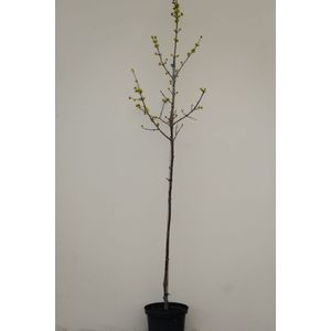 Jonge Grootvruchtige Kornoelje boom | Cornus mas 'Jolico' | 100-150cm hoogte