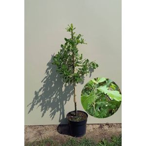 Jonge Spaanse Eikenboom | Quercus hispanica 'Diversifolia' | 150-200cm hoogte