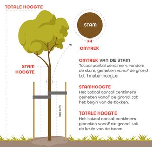 Glansmispel - Photinia fraseri Red Robin | Omtrek: 6-10 cm | Hoogte: 300 cm