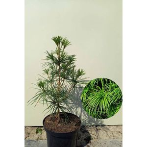 Jonge Japanse Parasolden Boom | Sciadopitys verticillata | 60-80cm hoogte