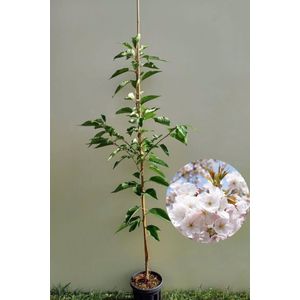 Jonge Japanse Sierkers boom | Prunus serrulata 'Sunset Boulevard' | 150-200cm hoogte