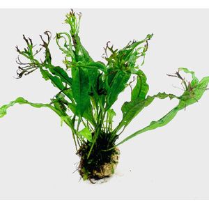 Moerings Microsorum pteropus 'Windelov' op lavasteen Waterplant
