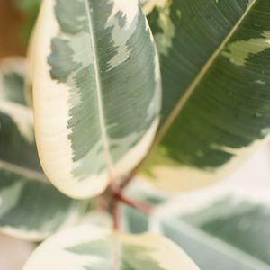 Kamerplant Ficus Elastica Toef - Bont