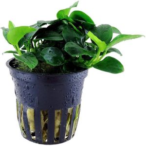 Anubias Nana Petite - Aquariumplanten - Aquascape - Moerings