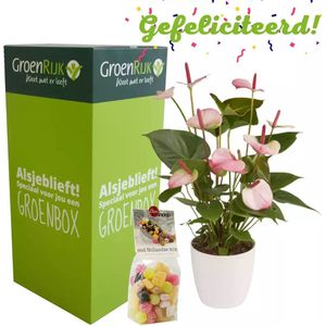 Cadeau Box Kamerplant Gefeliciteerd - Lichtroze Anthurium