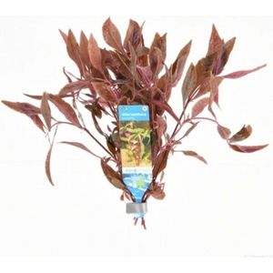 Moerings Alternanthera Sessilis | Koperkleurig papegaaienblad | in Terracotta Ring