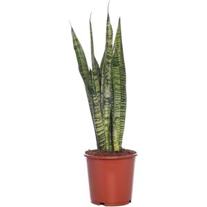 Kamerplant Sansevieria Zeylanica ''Vrouwentong''