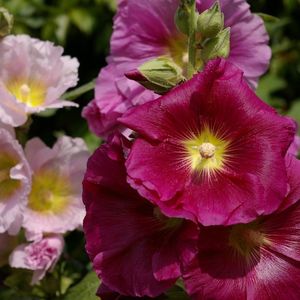 MRS Seeds & Mixtures Stokroos 'Summer Carnival' - Alcea Rosea