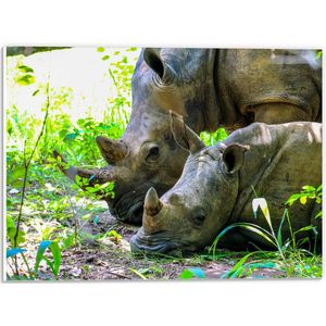 PVC Schuimplaat - Neushoorn met Baby liggend tussen Groene Smalle Planten - 40x30 cm Foto op PVC Schuimplaat (Met Ophangsysteem)