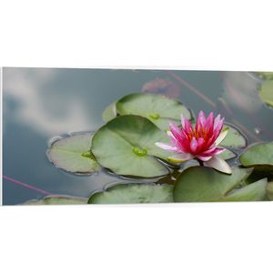 PVC Schuimplaat- Roze Waterlelie in Vijver - 100x50 cm Foto op PVC Schuimplaat