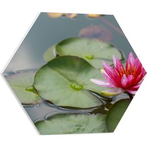 PVC Schuimplaat Hexagon - Roze Waterlelie in Vijver - 50x43.5 cm Foto op Hexagon (Met Ophangsysteem)