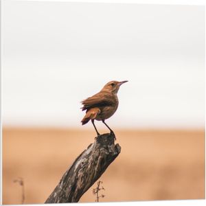 PVC Schuimplaat - Kleine Vogel op het Uiteinde van een Boomstam - 80x80 cm Foto op PVC Schuimplaat (Met Ophangsysteem)