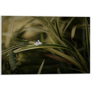 PVC Schuimplaat- Zwarte Mier op Groene Plant - 60x40 cm Foto op PVC Schuimplaat