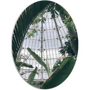 PVC Schuimplaat Ovaal - Groene Bladeren en Planten in Binnenkant Kas - 51x68 cm Foto op Ovaal (Met Ophangsysteem)